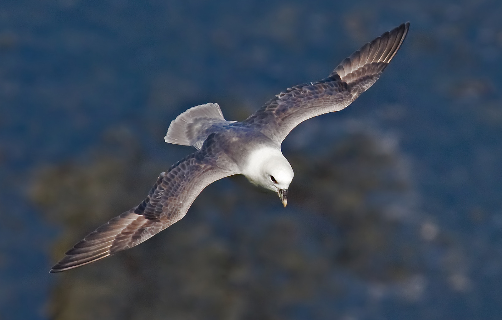 Northern Fulmar wallpaper