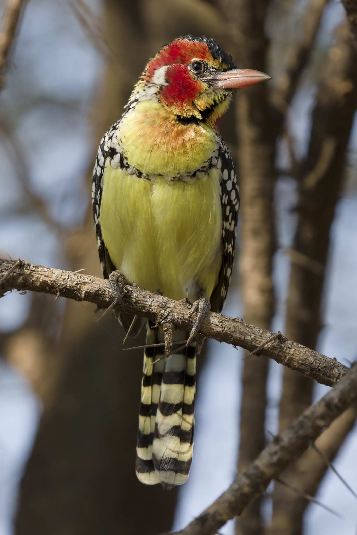 Red-and-yellow Barbet wallpaper