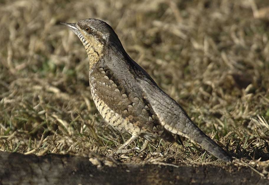 Eurasian Wryneck wallpaper