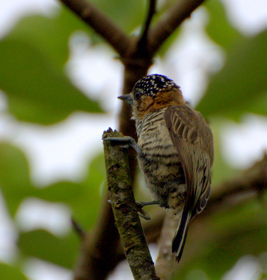 Ochre-collared Piculet wallpaper