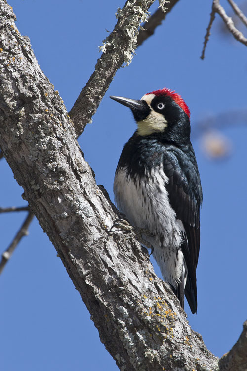 Acorn Woodpecker wallpaper