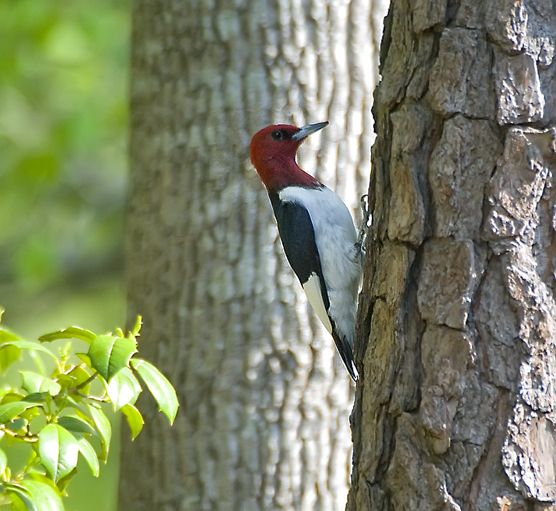Red-headed Woodpecker wallpaper