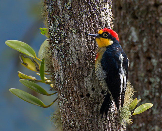 Yellow-fronted Woodpecker wallpaper