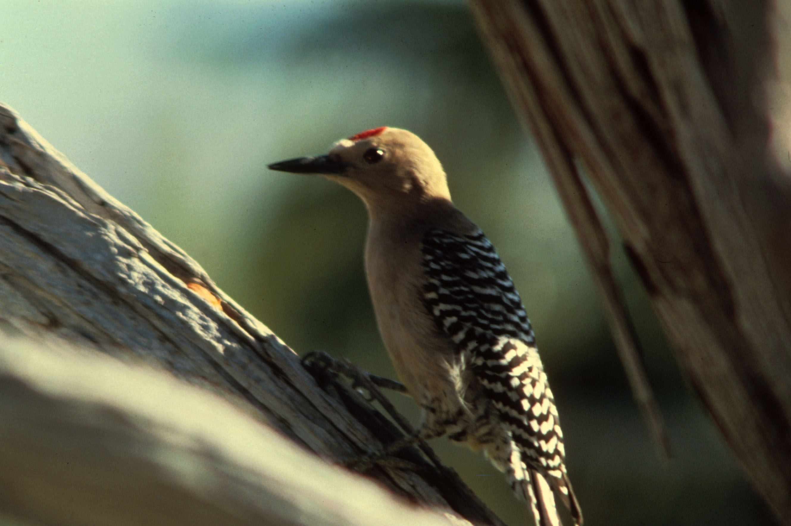 Gila Woodpecker wallpaper