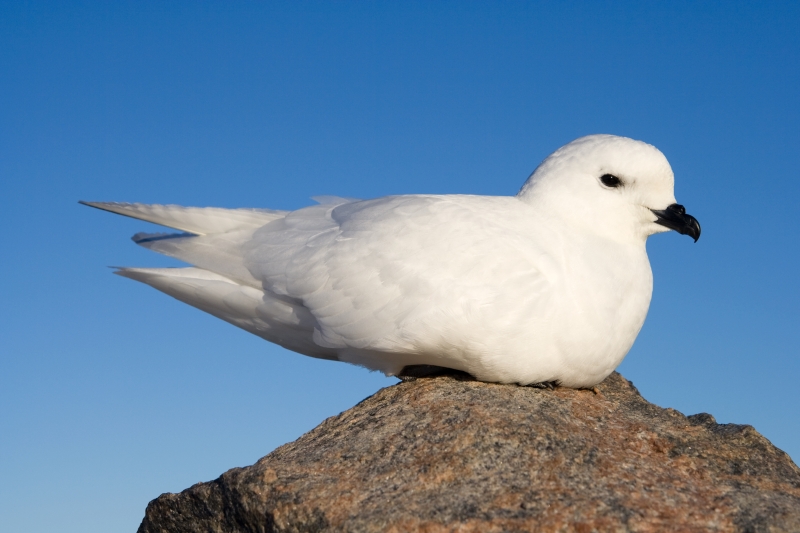 Snow Petrel wallpaper