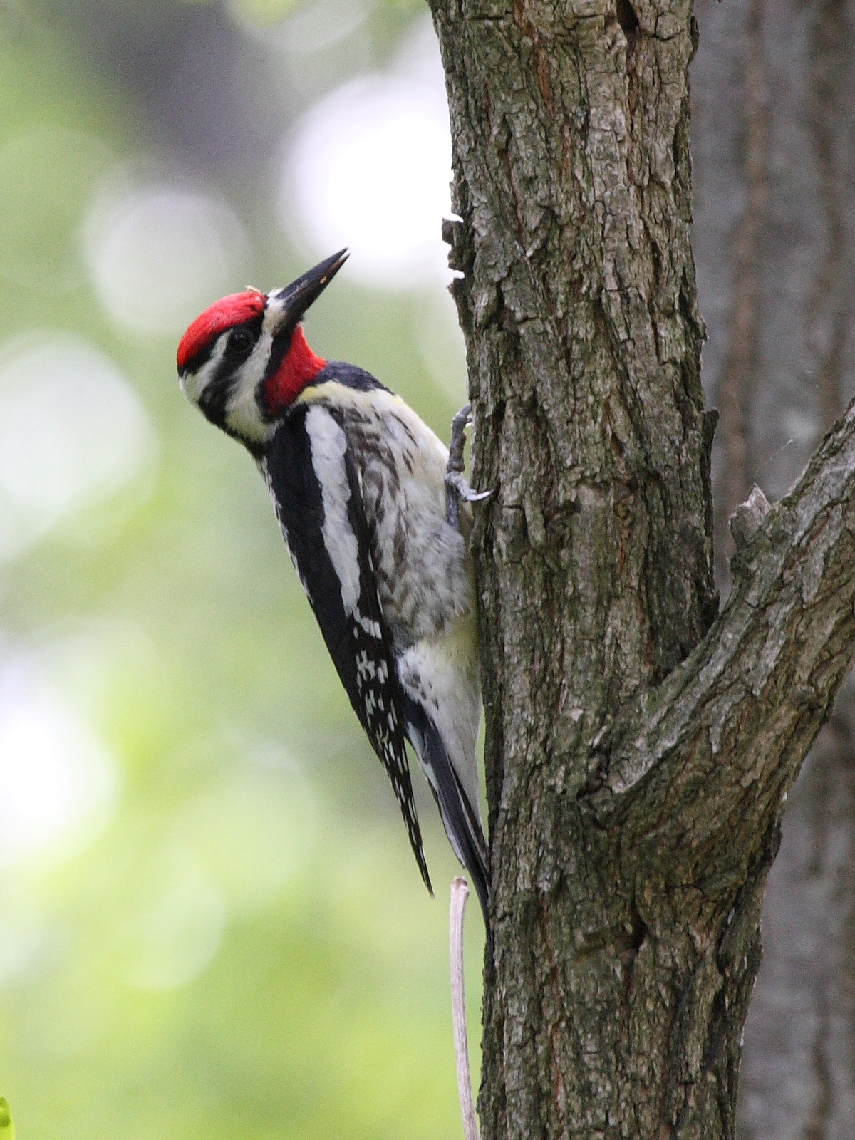 Yellow-bellied Sapsucker wallpaper