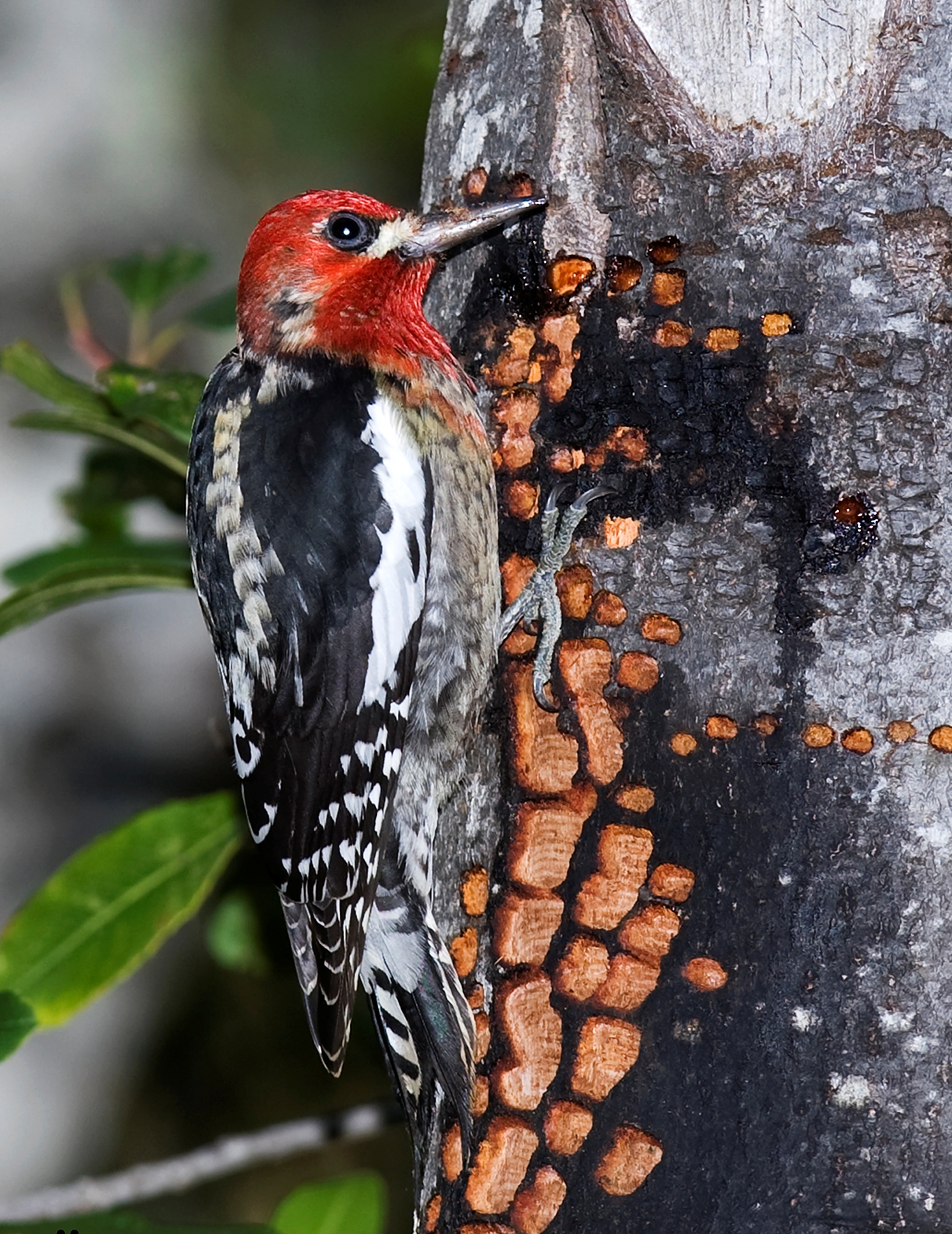 Red-breasted Sapsucker wallpaper