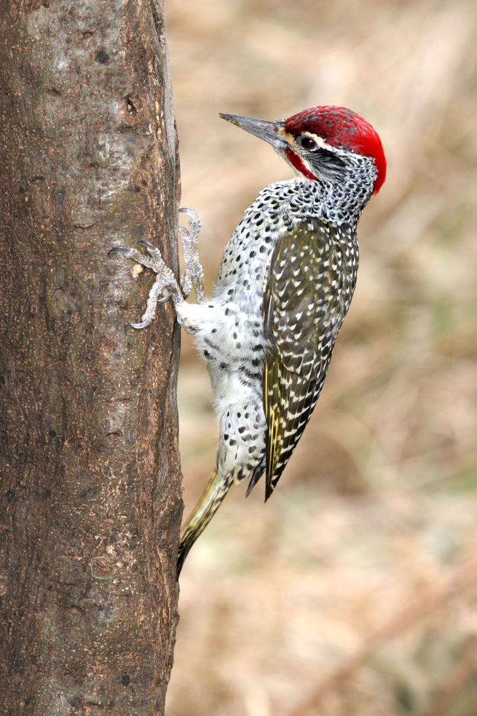 Nubian Woodpecker wallpaper