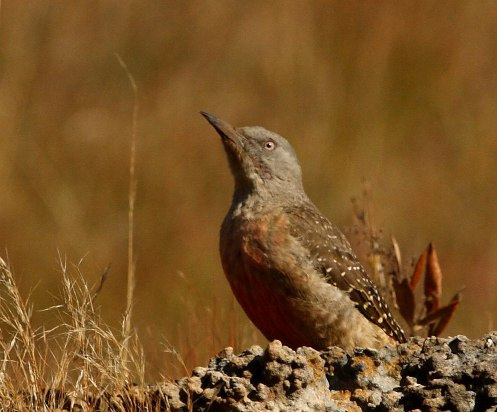 Ground Woodpecker wallpaper