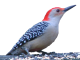 Green-backed Woodpecker wallpaper