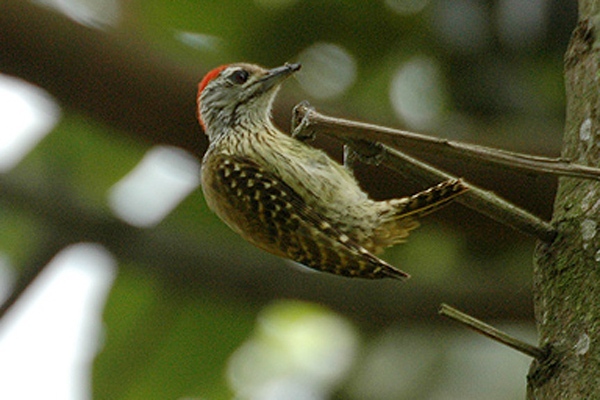 Cardinal Woodpecker wallpaper