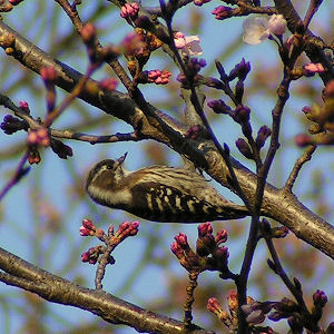 Japanese Pygmy Woodpecker wallpaper