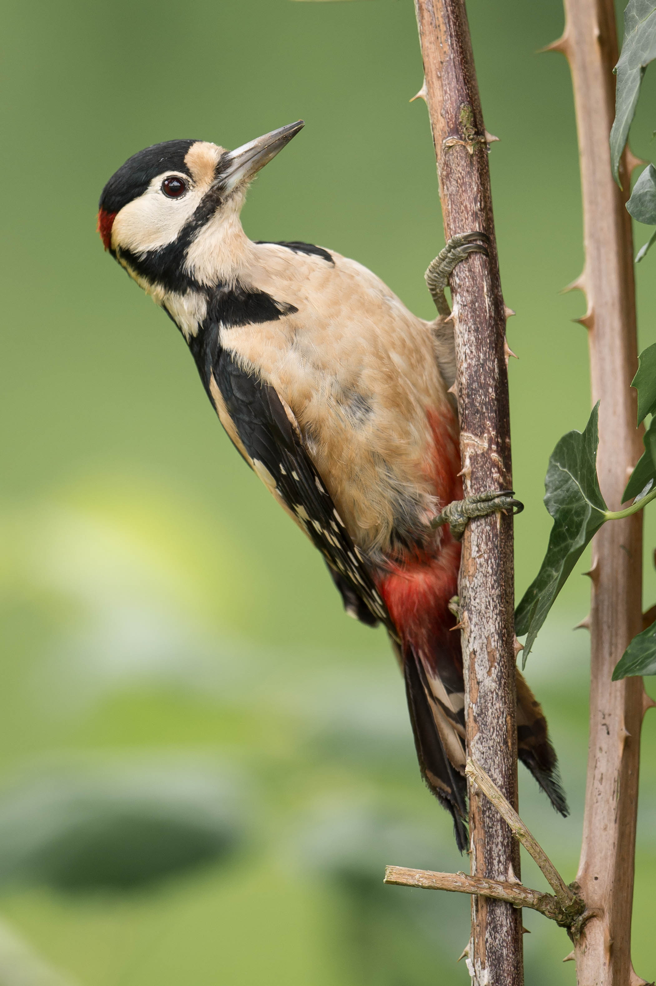 Great Spotted Woodpecker wallpaper