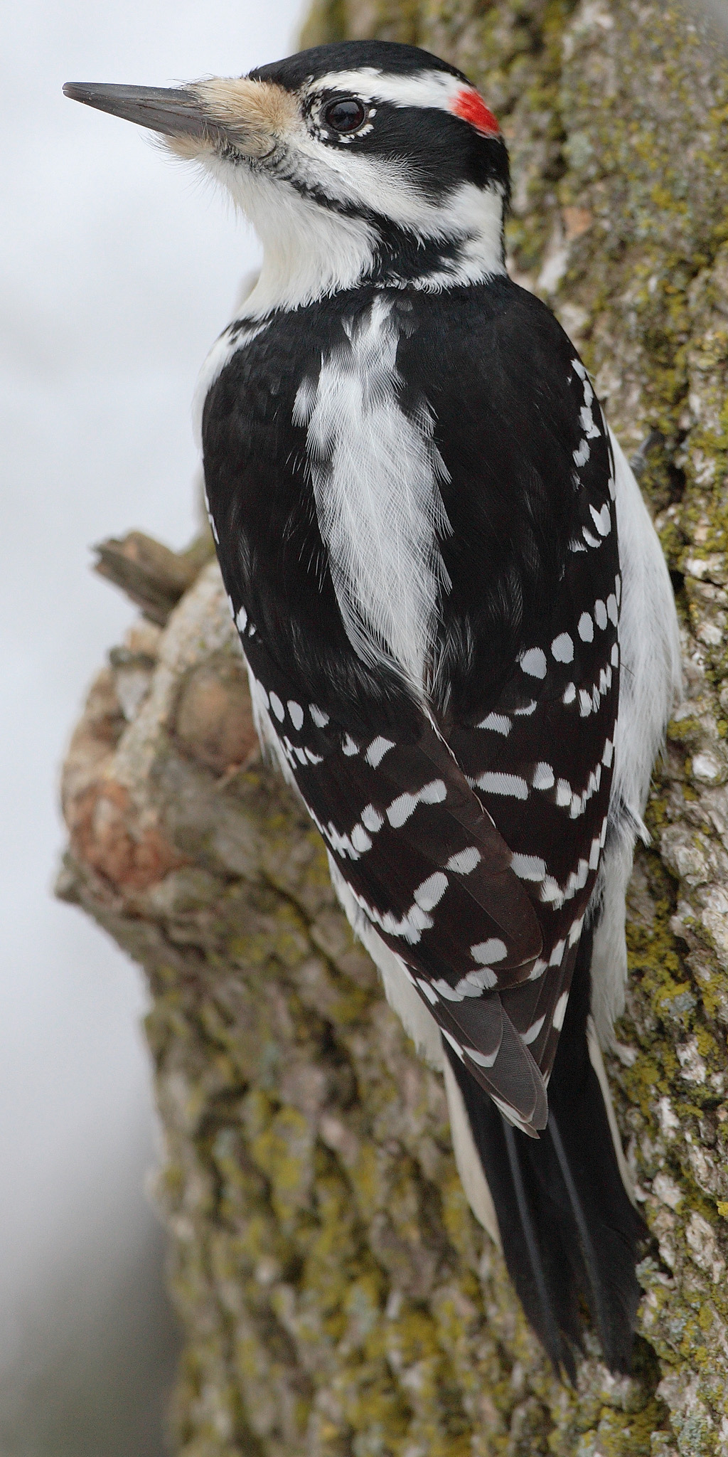 Hairy Woodpecker wallpaper