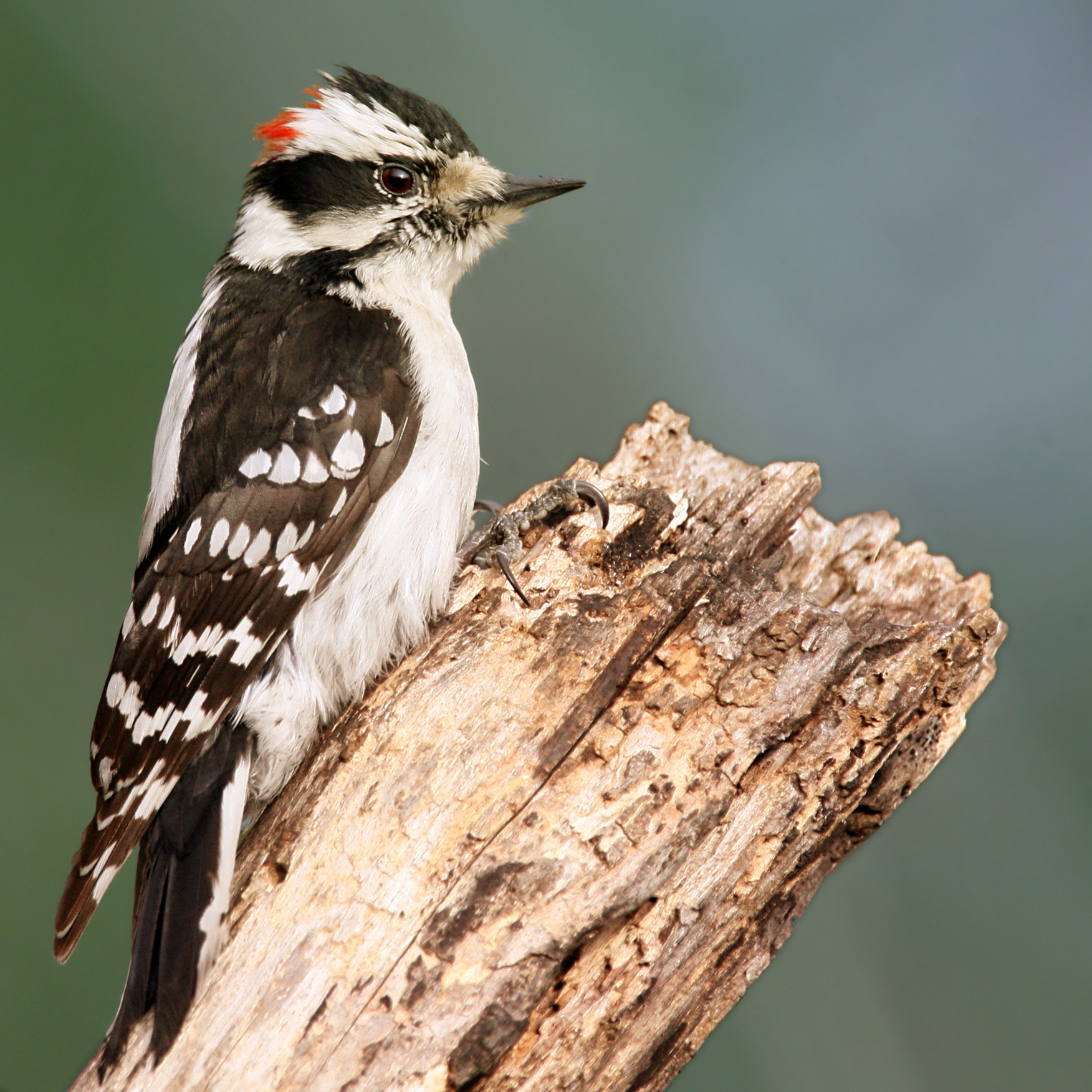 Downy Woodpecker wallpaper