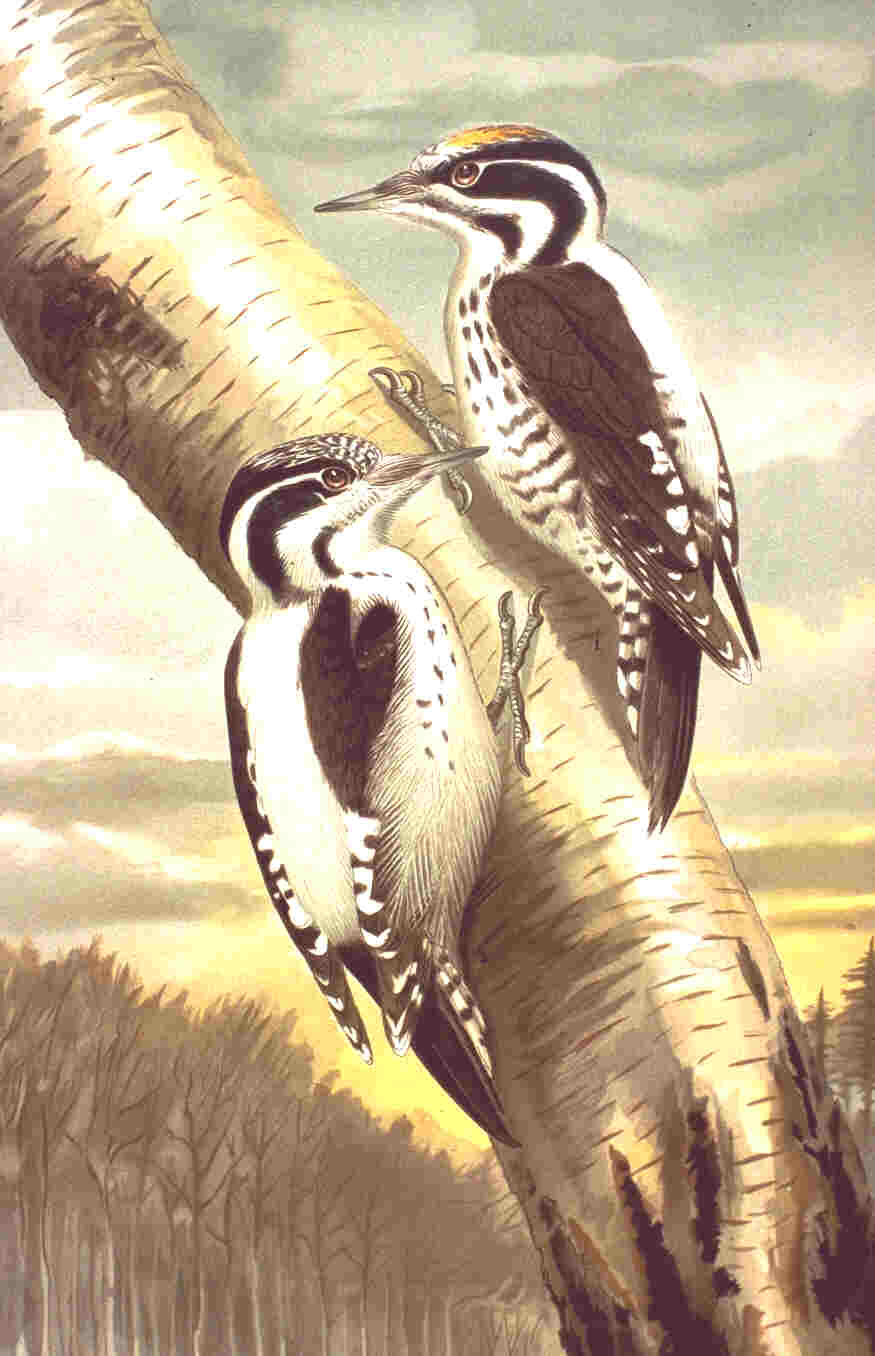 Eurasian Three-toed Woodpecker wallpaper