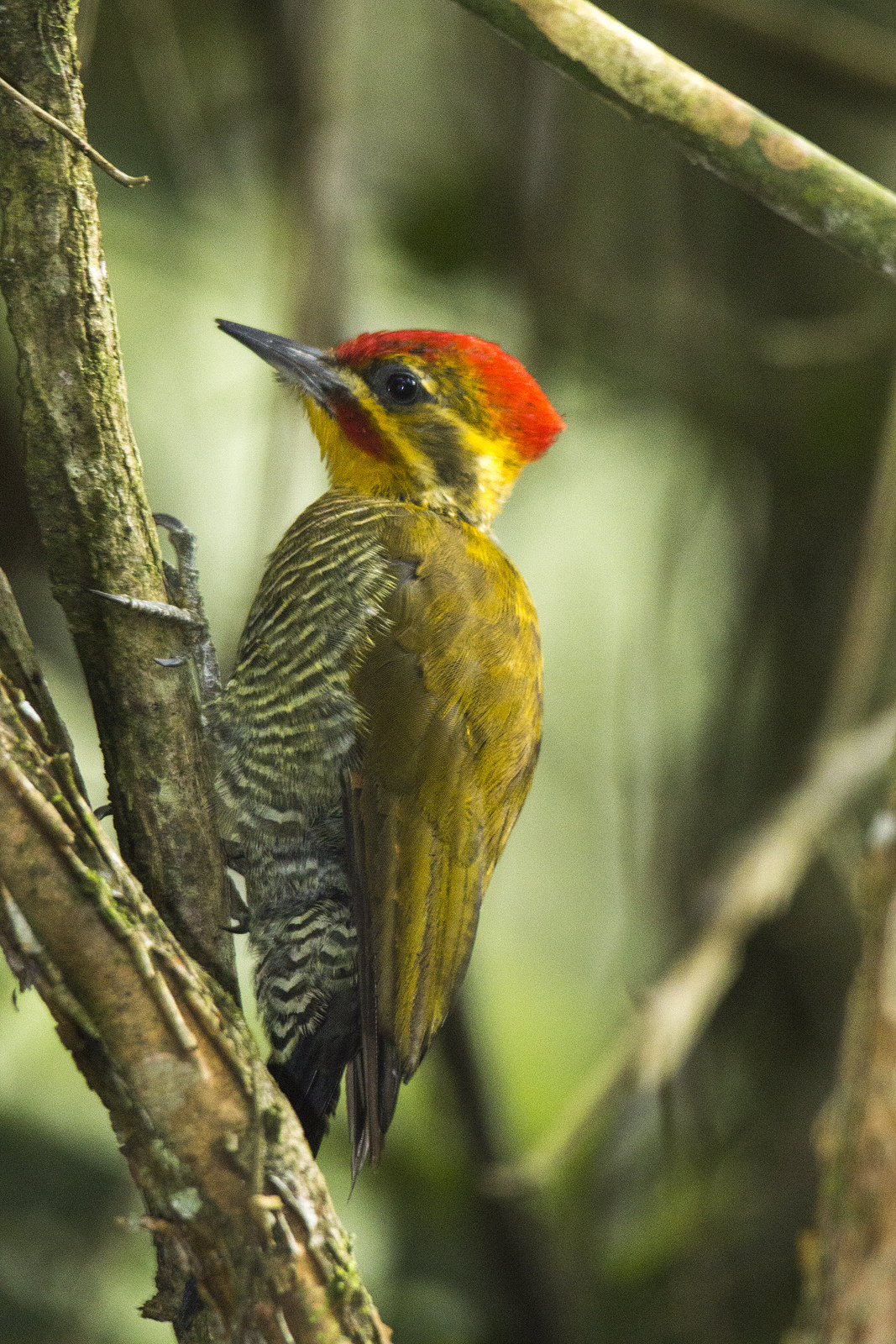 Yellow-browed Woodpecker wallpaper