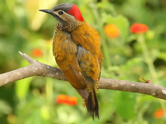 Golden-olive Woodpecker wallpaper