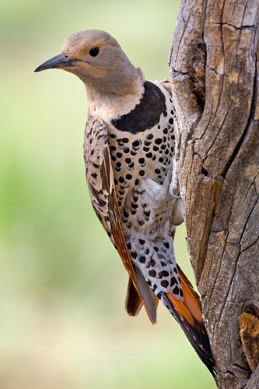 Northern Flicker wallpaper