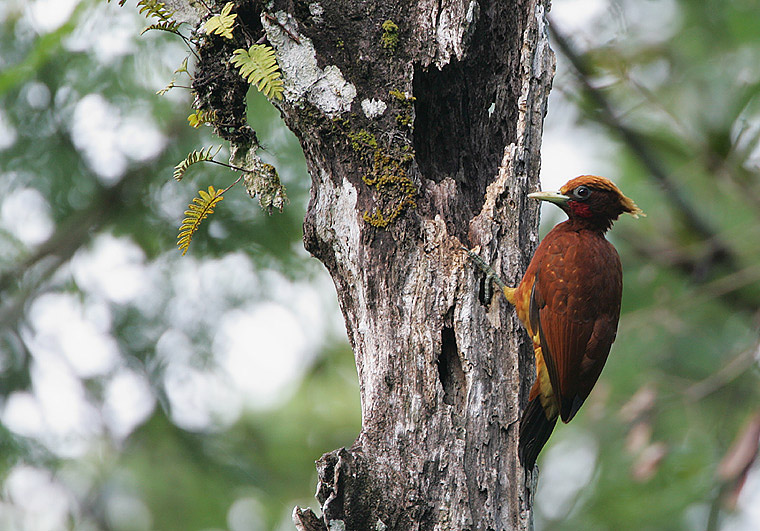 Chestnut Woodpecker wallpaper