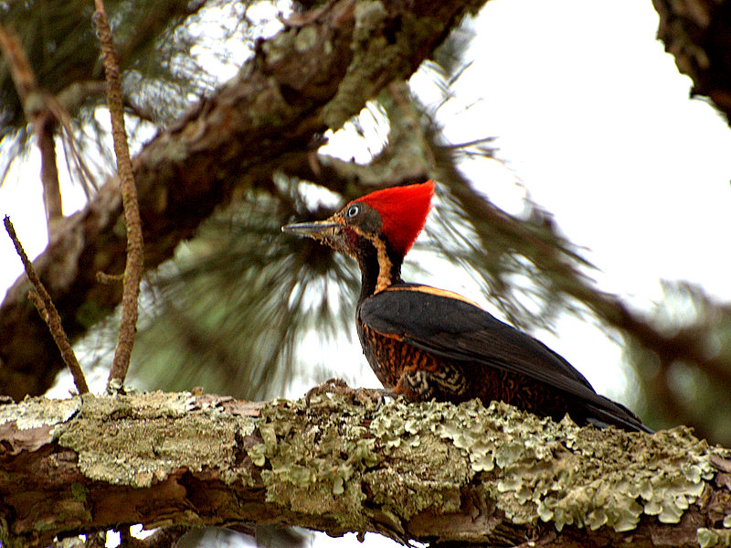 Lineated Woodpecker wallpaper