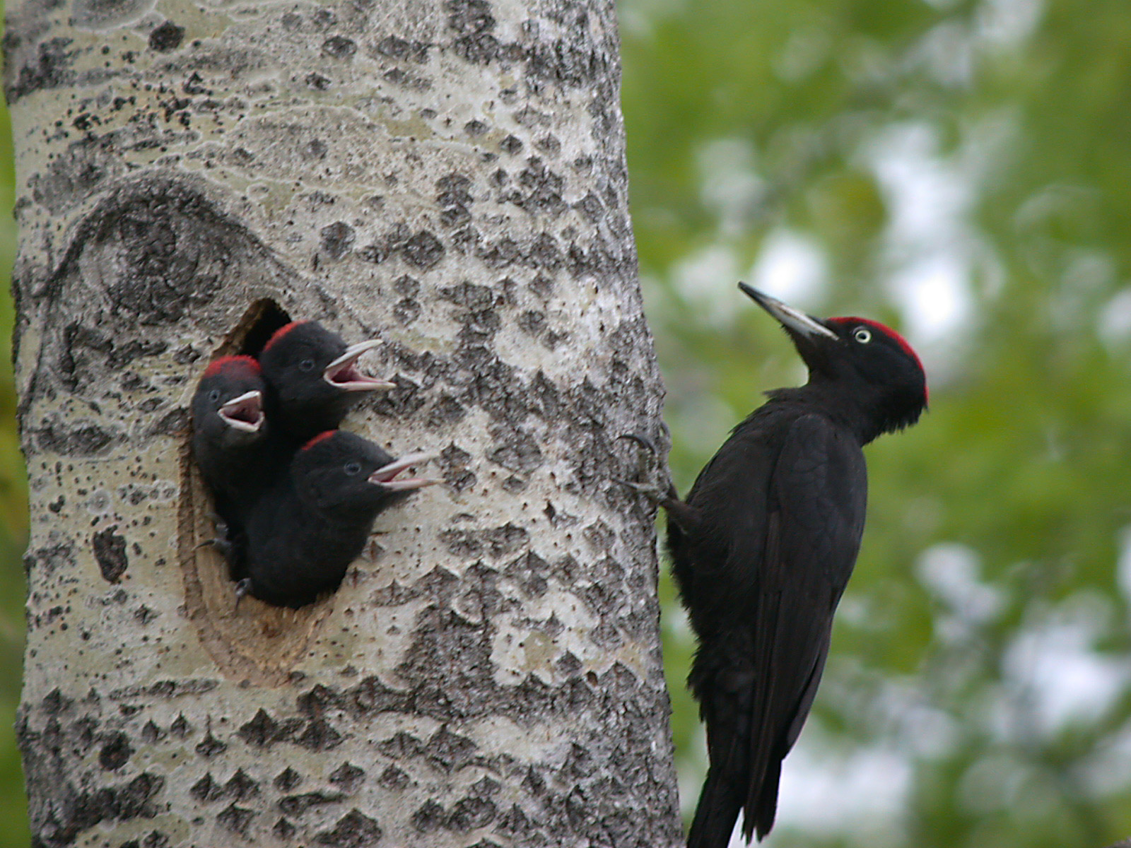 Black Woodpecker wallpaper