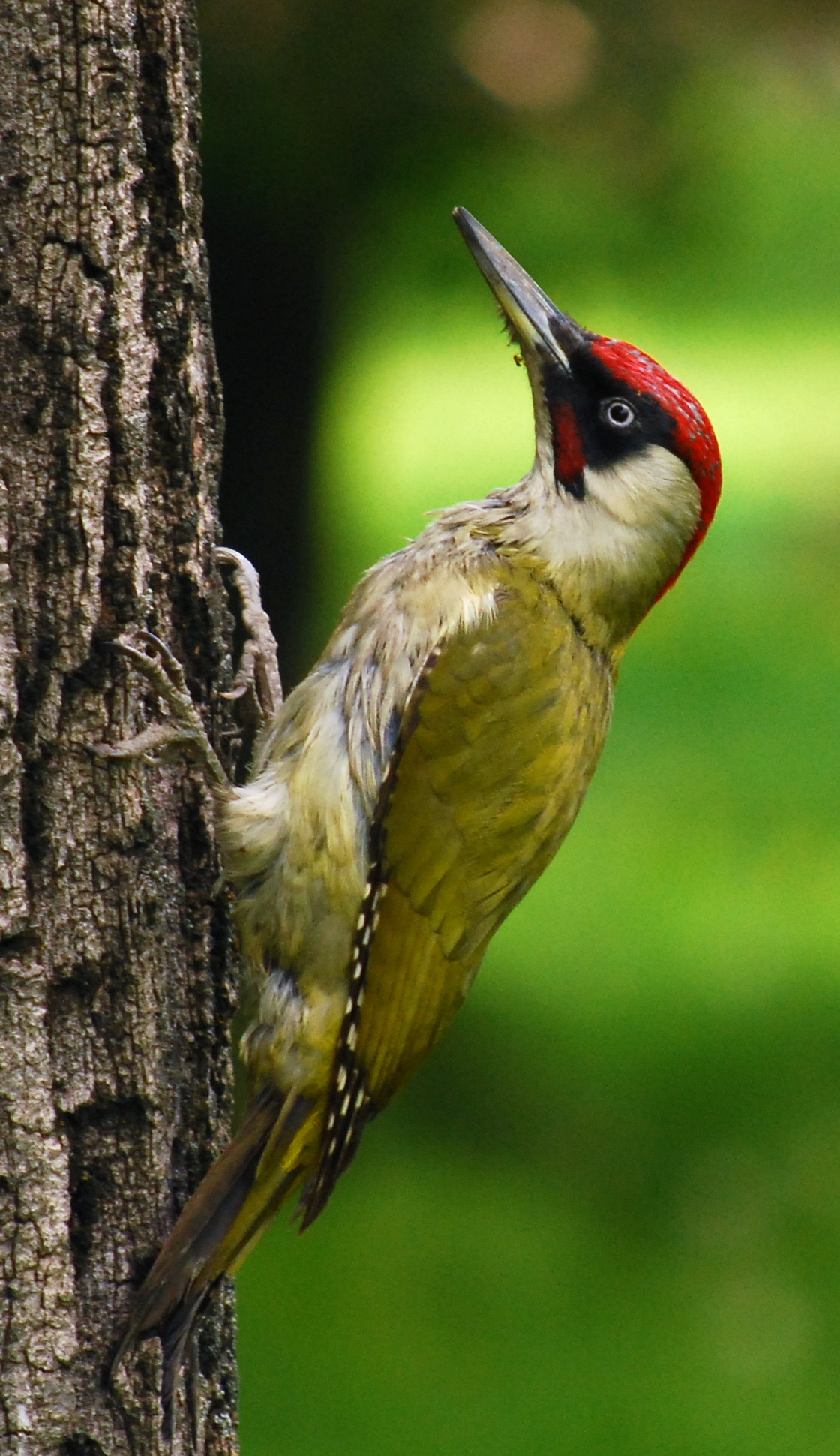 European Green Woodpecker wallpaper