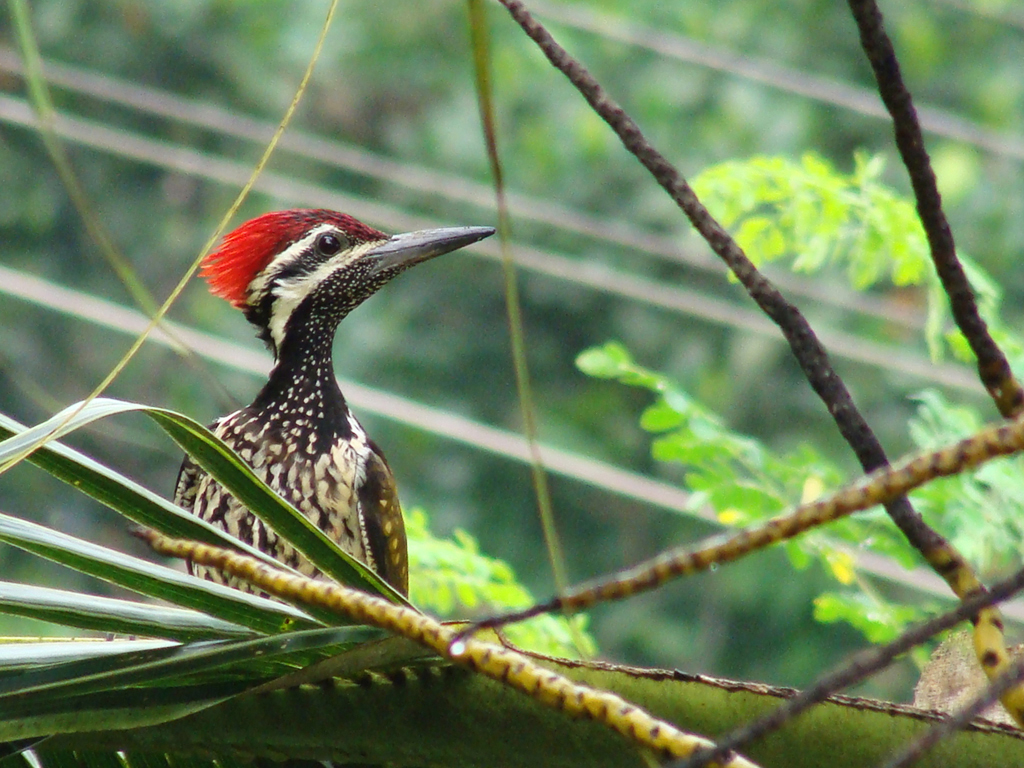 Black-rumped Flameback wallpaper