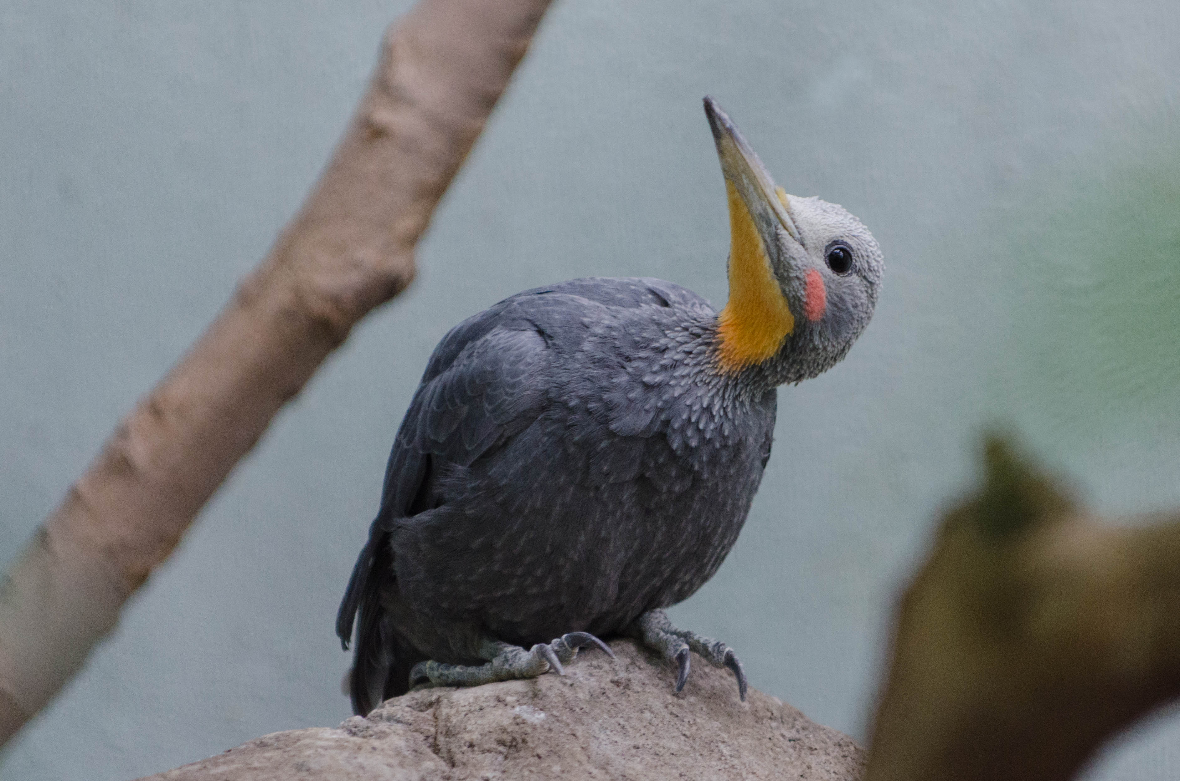 Great Slaty Woodpecker wallpaper