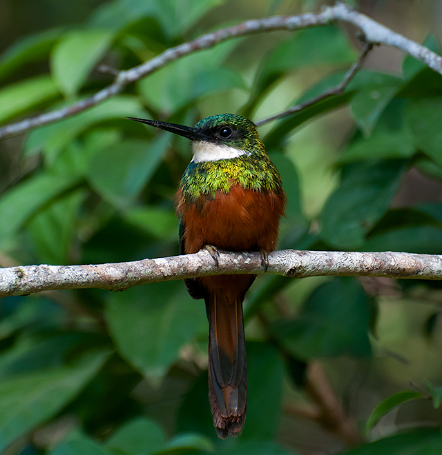 Rufous-tailed Jacamar wallpaper