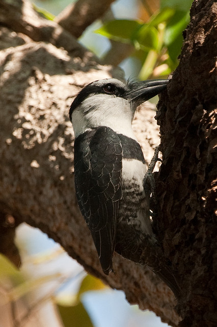 White-necked Puffbird wallpaper