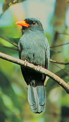 Black-fronted Nunbird wallpaper