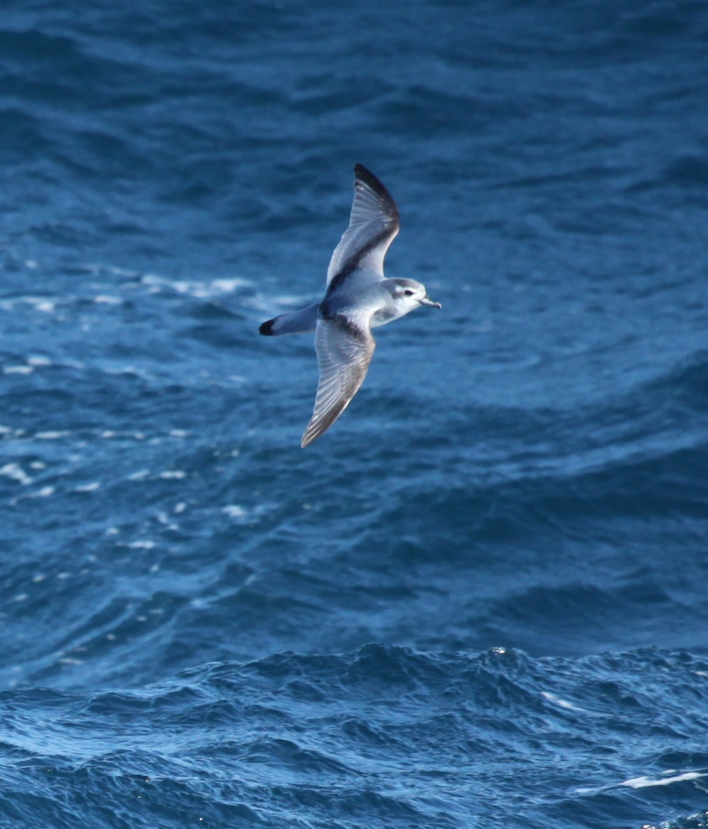 Antarctic Prion wallpaper