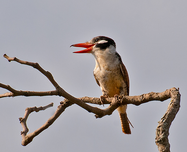 White-eared Puffbird wallpaper