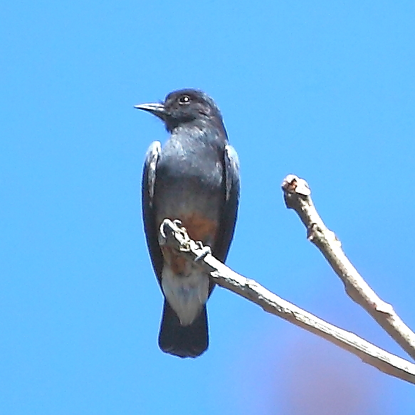 Swallow-winged Puffbird wallpaper