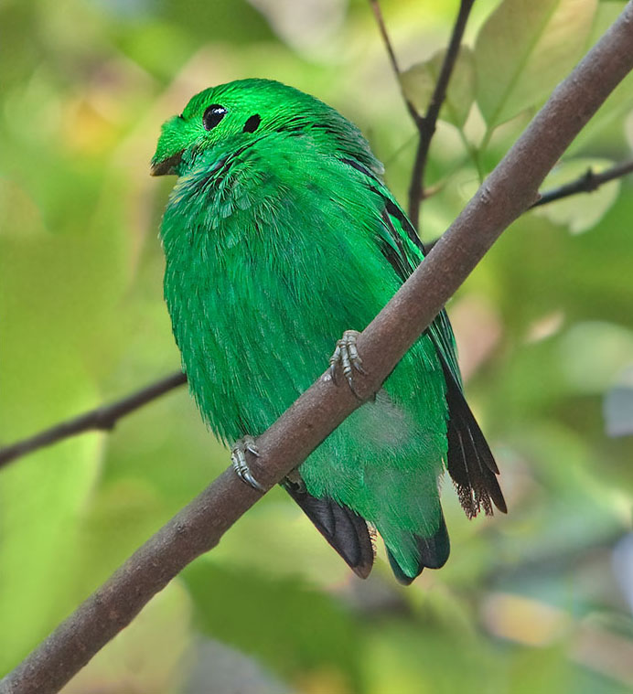 Green Broadbill wallpaper