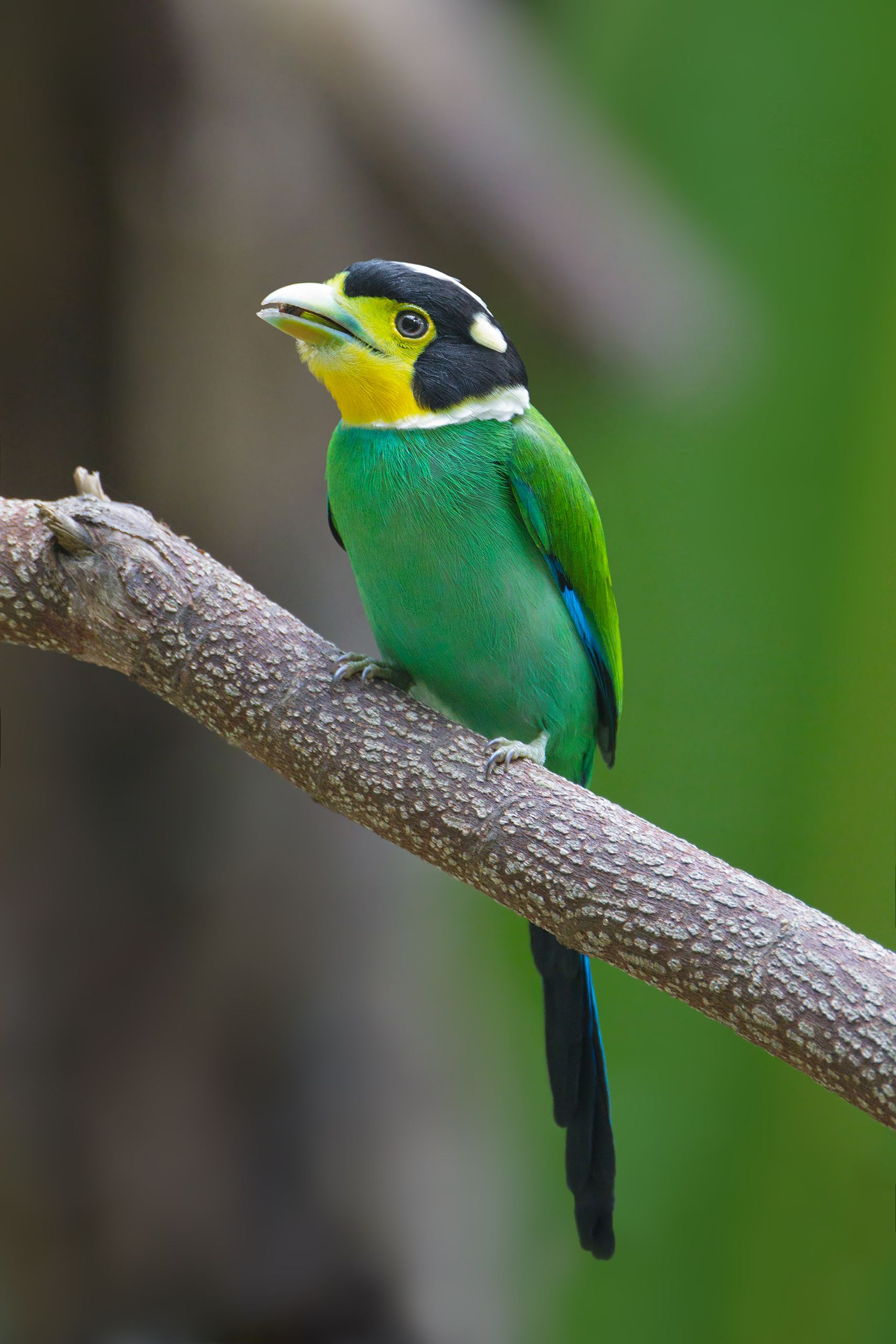 Long-tailed Broadbill wallpaper