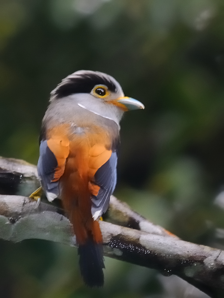 Silver-breasted Broadbill wallpaper