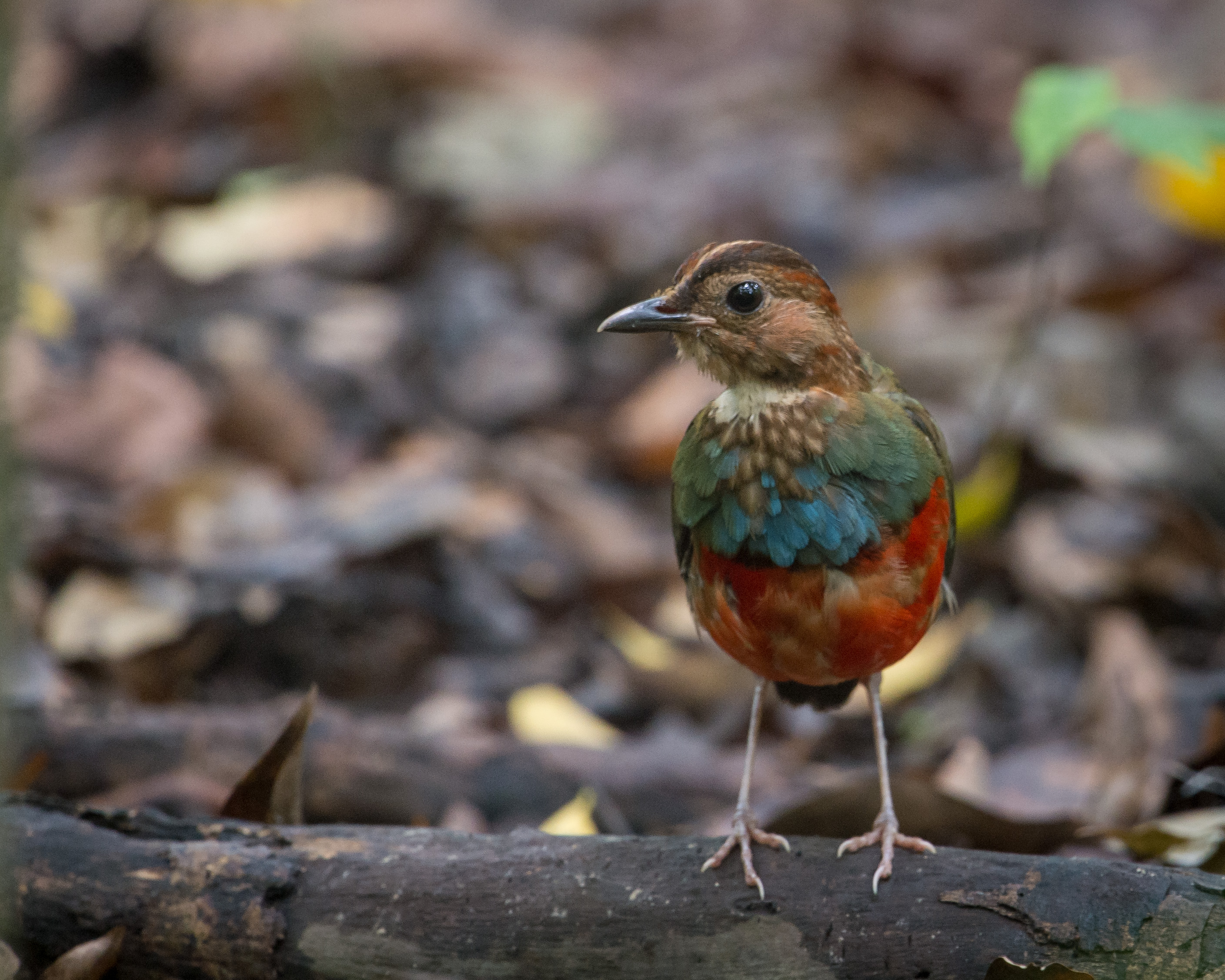 Red-bellied Pitta wallpaper