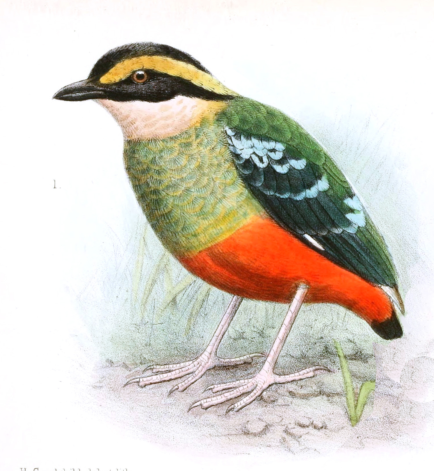 Green-breasted Pitta wallpaper