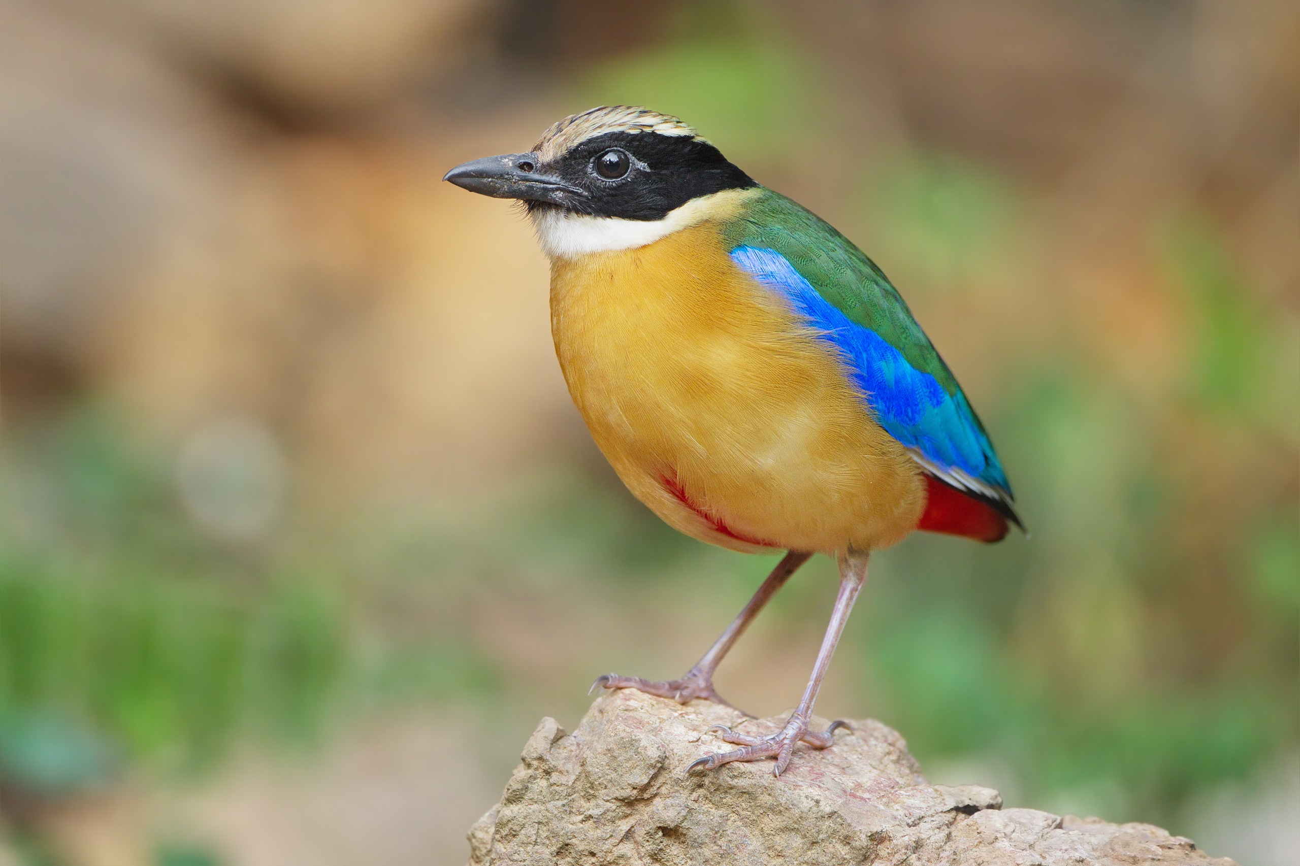 Blue-winged Pitta wallpaper