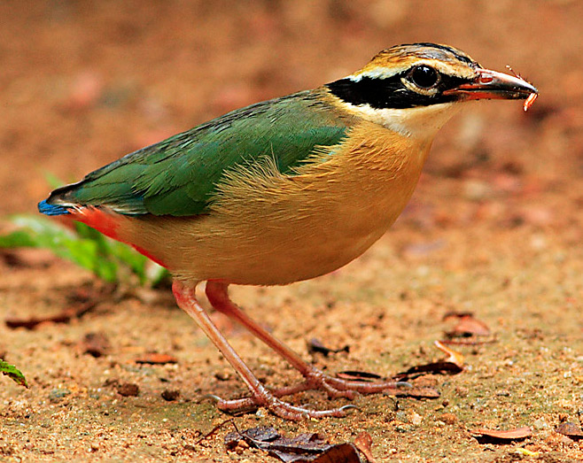 Indian Pitta wallpaper