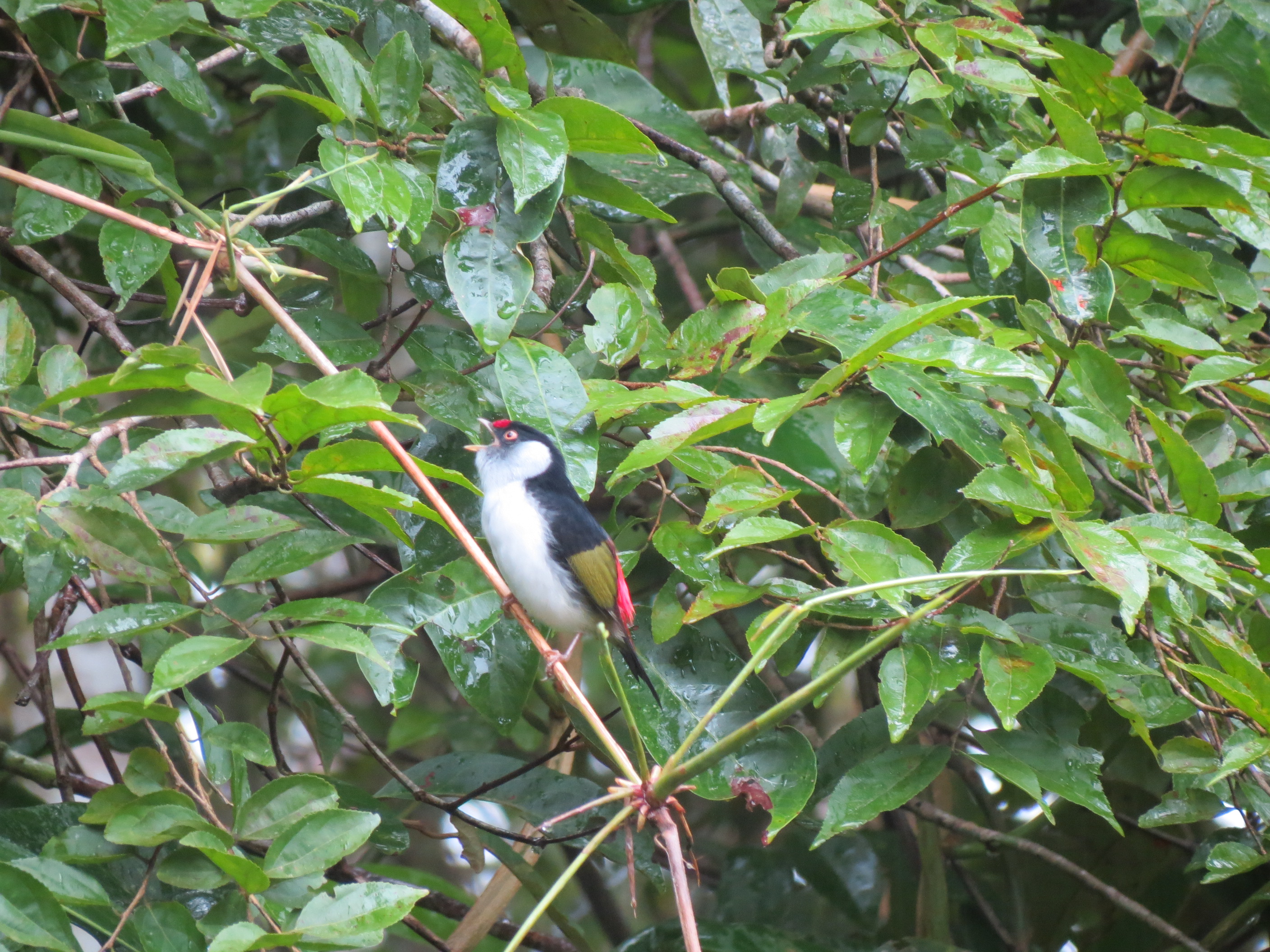 Pin-tailed Manakin wallpaper