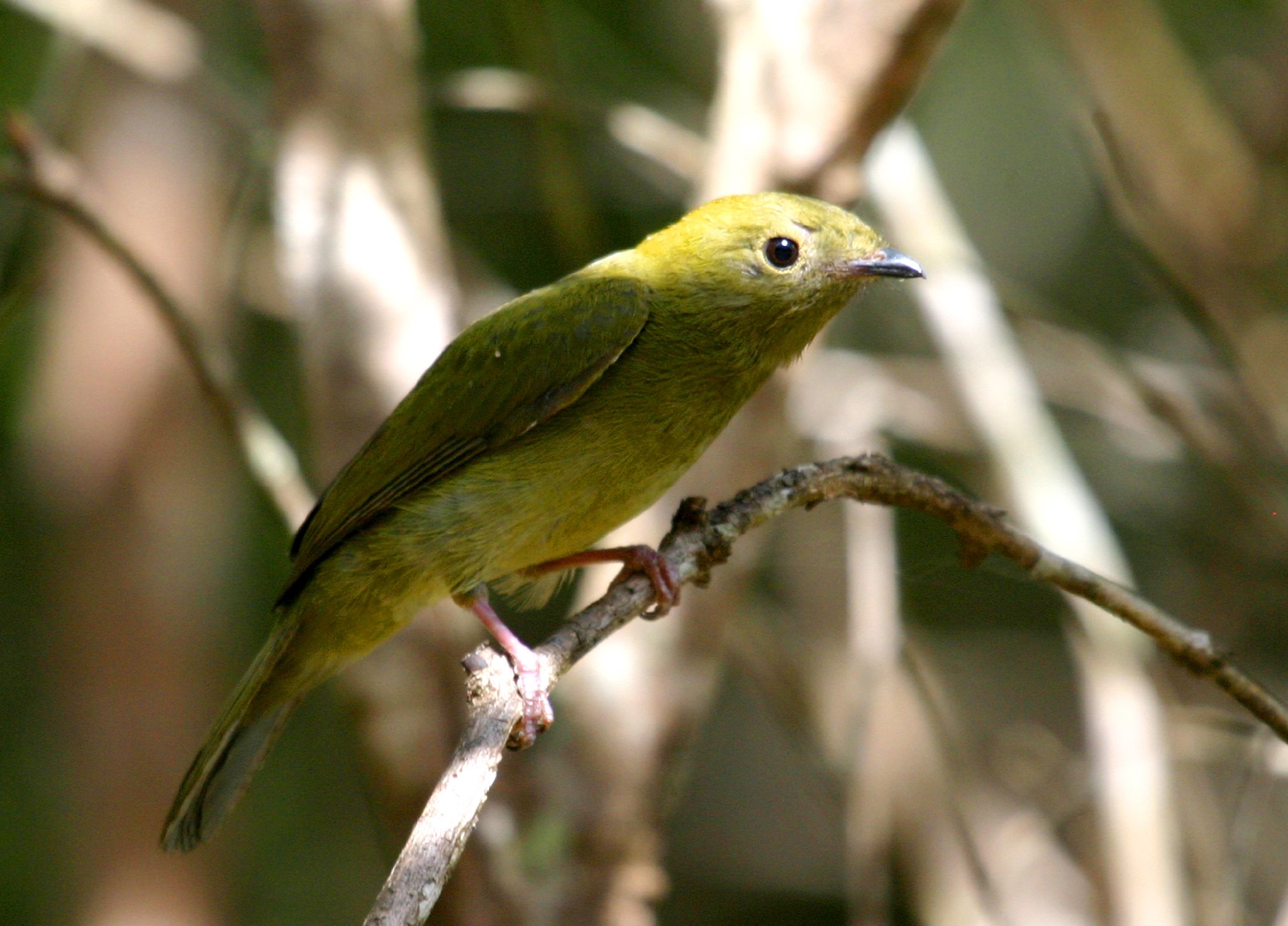 Helmeted Manakin wallpaper