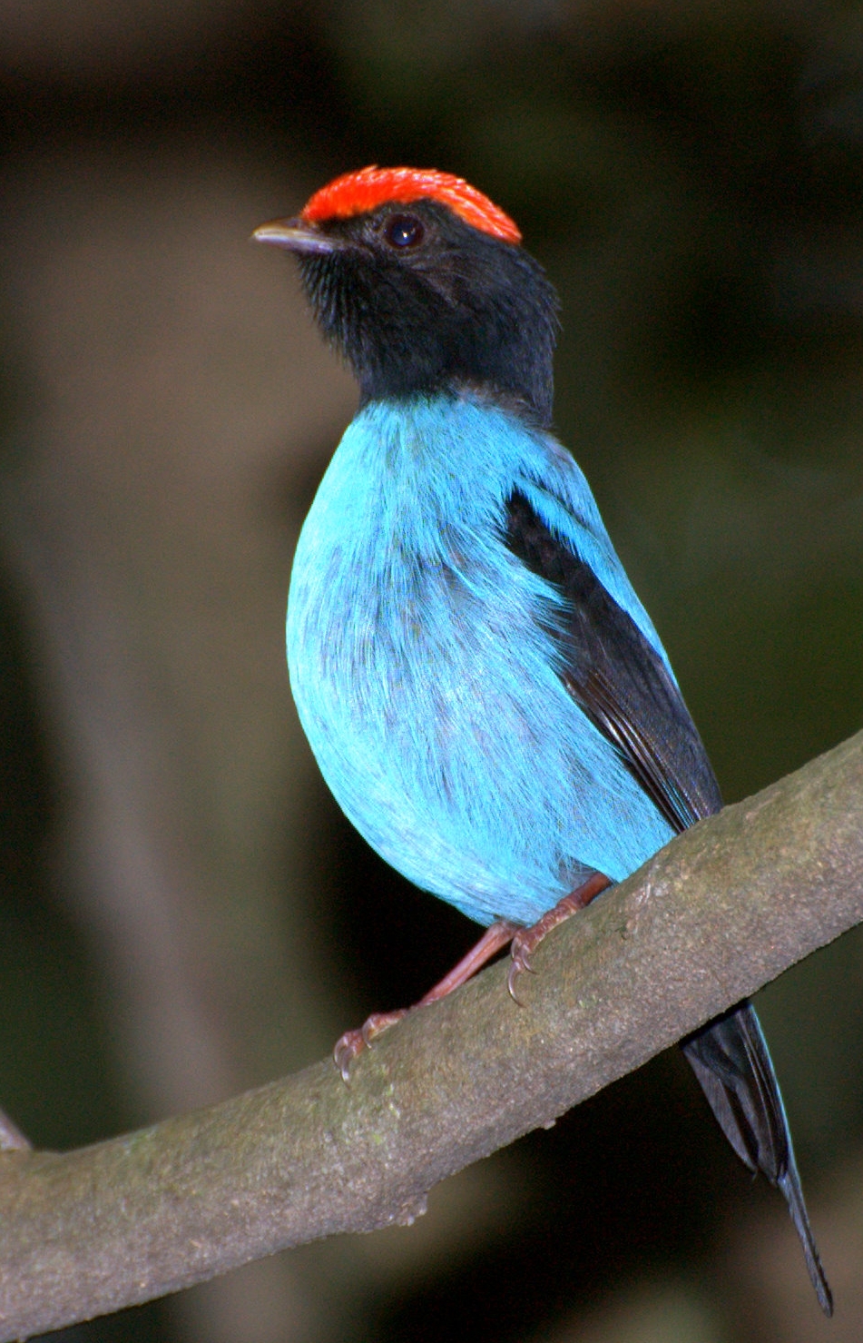 Blue Manakin wallpaper