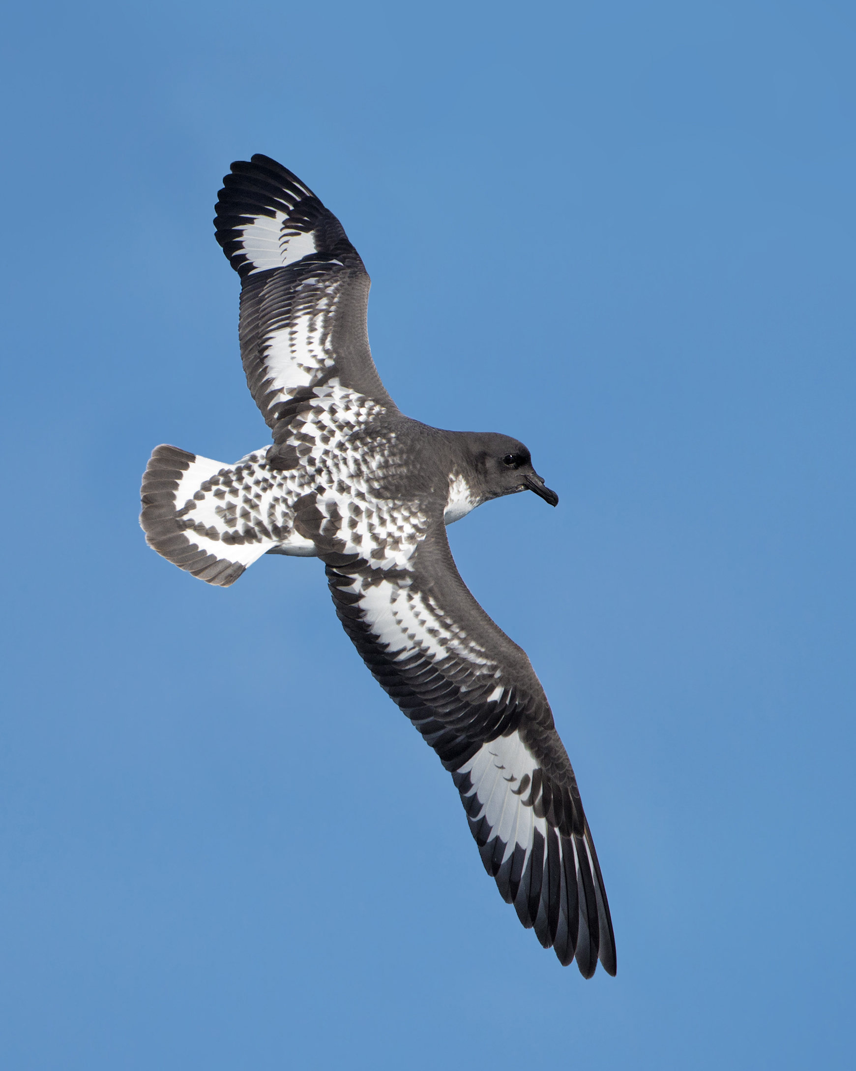 Cape Petrel wallpaper