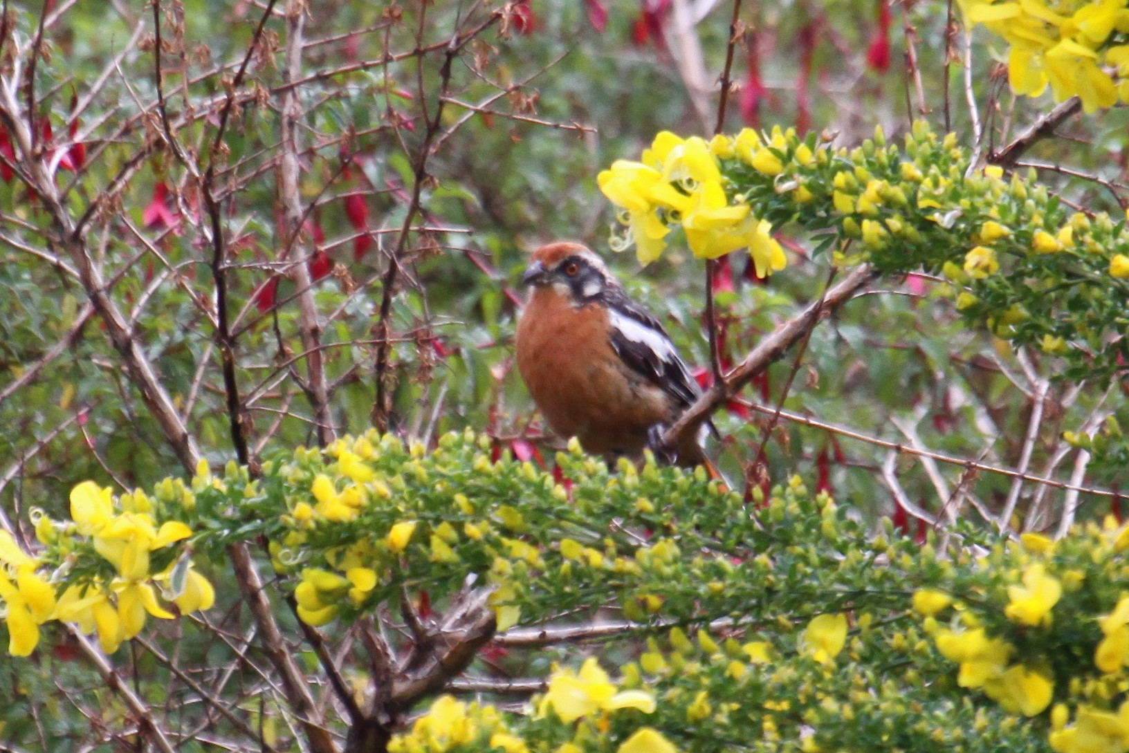 Rufous-tailed Plantcutter wallpaper