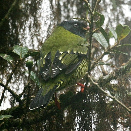 Barred Fruiteater wallpaper