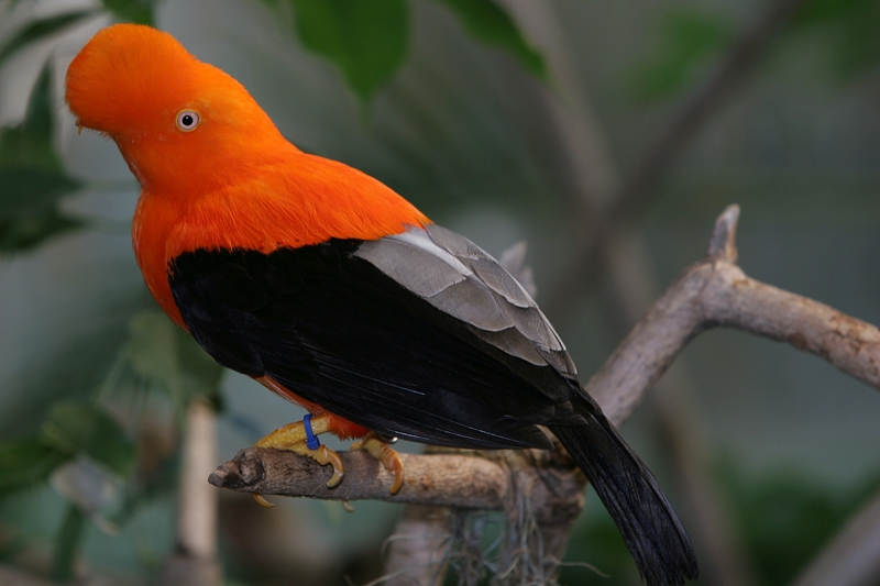 Andean Cock-of-the-rock wallpaper