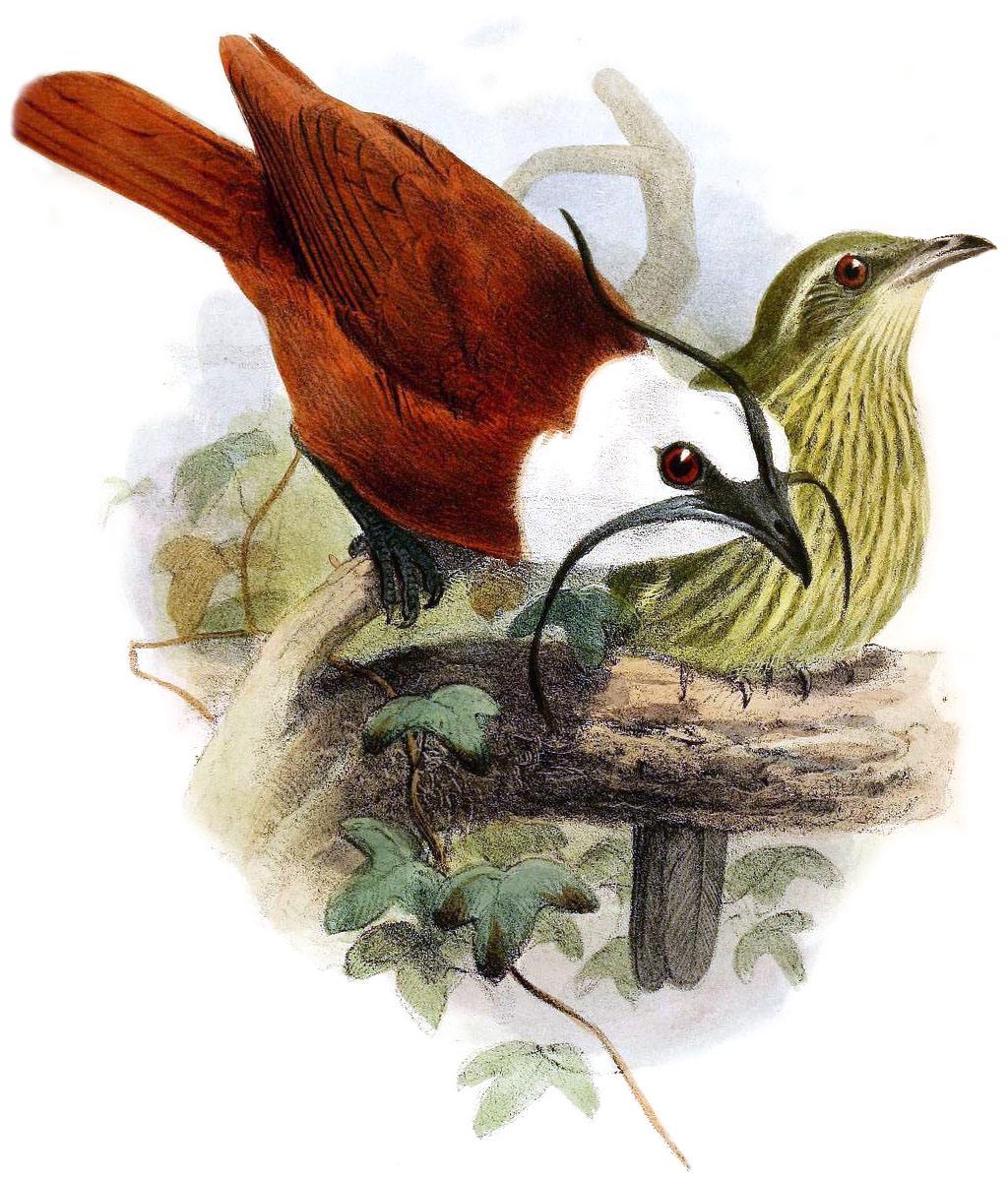 Three-wattled Bellbird wallpaper